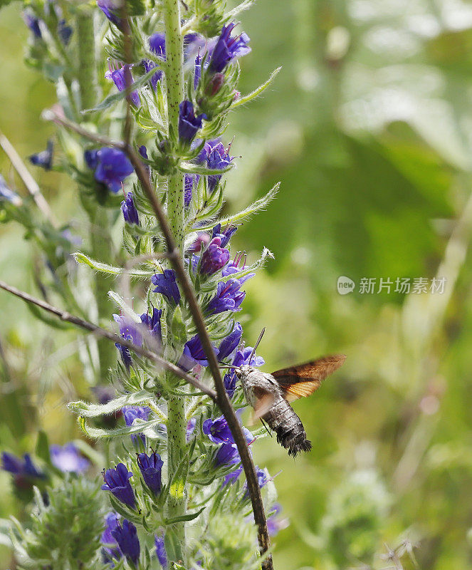 蜂鸟鹰蛾(Macroglossum stellatarum)